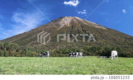大山 で放牧中の牛たち（大山まきばみるくの里付近） 108051233