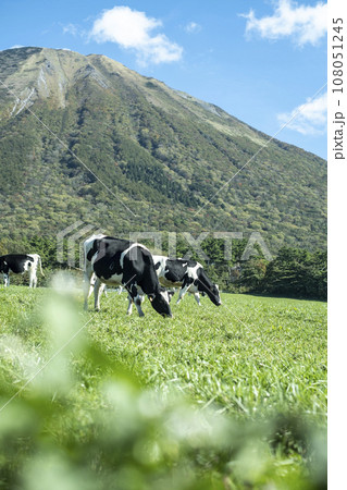 大山 で放牧中の牛たち(大山まきばみるくの里付近) 大山 で放牧中の牛たち(大山まきばみるくの里付近) 108051245