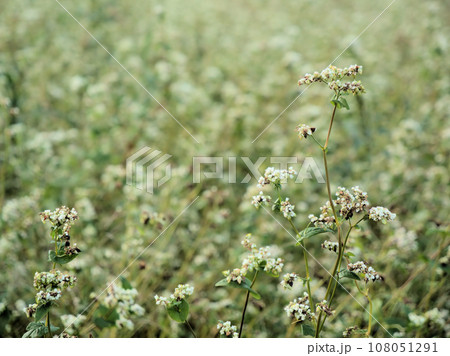 10月に咲いた白いソバの花 10月に咲いた白いソバの花 108051291