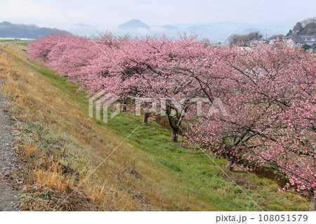 かんなみの桜　河津桜　柿沢川沿い　函南町　伊豆　ピンク色の花 108051579