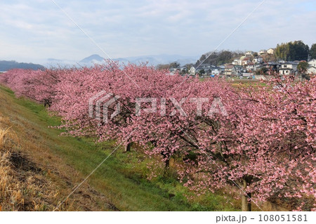 かんなみの桜 河津桜 柿沢川沿い 函南町 伊豆 ピンク色の花 かんなみの桜 河津桜 柿沢川沿い 函南町 伊豆 ピンク色の花 108051581