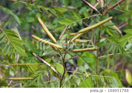 ハブソウの果実 108051788