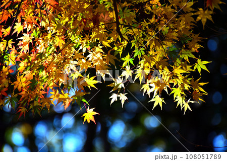 修善寺紅葉 108051789