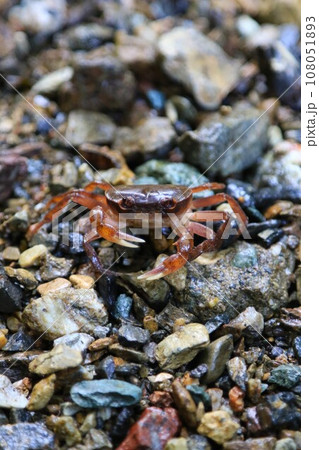 毛呂山町の観光スポット獅子ヶ滝の流域に生息しているサワガニの生態写真 毛呂山町の観光スポット獅子ヶ滝の流域に生息しているサワガニの生態写真 108051893