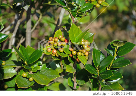 ヒイラギモチの果実 ヒイラギモチの果実 108051949