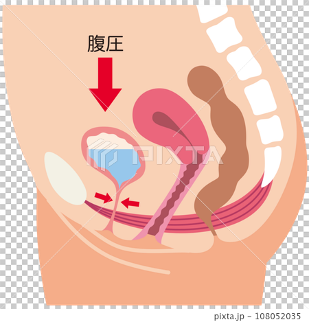 Pelvic floor muscles and urination mechanism Urine leakage Health 108052035