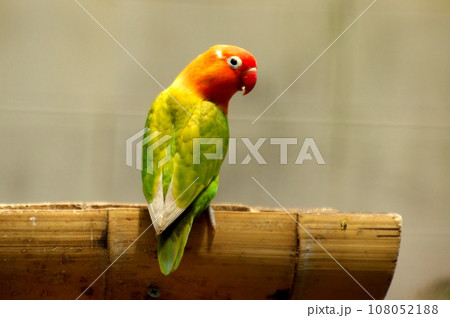 ボタンインコ ボタンインコ 108052188