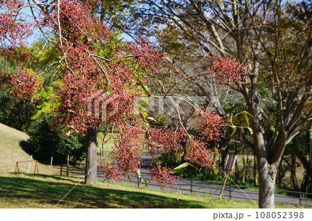 カイノキの果実 108052398