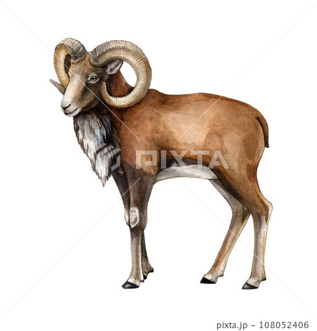 Urial wildlife asian animal watercolor...のイラスト素材 [108052406] - PIXTA