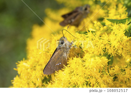 イチモンジセセリ 108052517