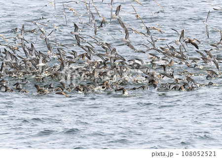 オオミズナギドリ 108052521