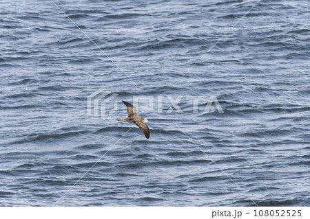 オオミズナギドリ 108052525