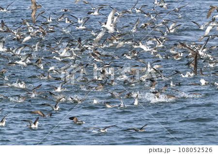 オオミズナギドリ 108052526