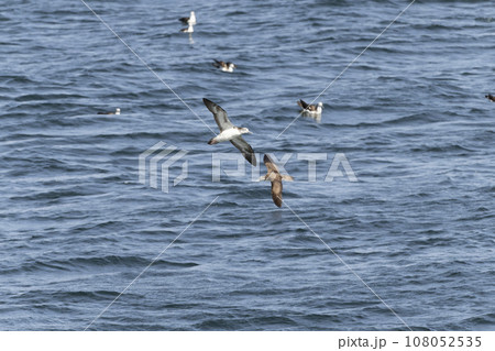 オオミズナギドリ 108052535