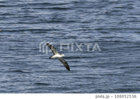 オオミズナギドリ 108052536