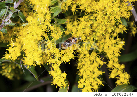 キゴシハナアブ 108052547