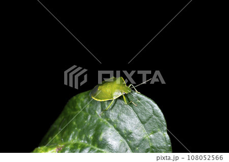 ツヤアオカメムシ ツヤアオカメムシ 108052566