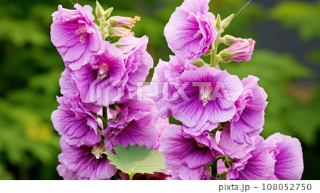 タチアオイ(立葵) 紫色の花 背景素材 タチアオイ(立葵) 紫色の花 背景素材 108052750