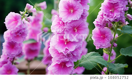 タチアオイ(立葵)　紫色の花　背景素材 108052752