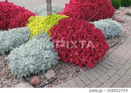 Frontyard Paver Walkway. Beautiful Garden path made of natural stones, gravel. Huge landscaping trend. Lawn, multicolored, magenta shrubbery in the backyard landscaped. Home design. Garage driveway 108052754