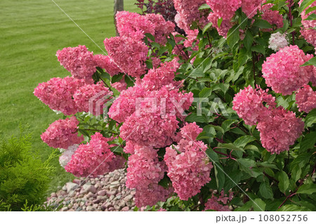 Hydrangea paniculata and conifer. Beautiful Garden path made of natural stones, gravel. Huge landscaping trend. Lawn, shrubbery in the backyard. Scenic of nice landscaped. Walkway. Green home design 108052756