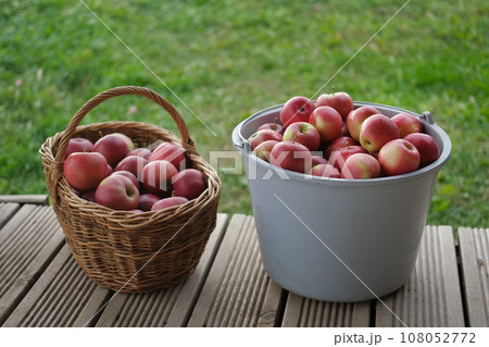 Ripe Apples in the Apple Orchard before Harvesting. Big Red delicious Apples. Fruit Garden at Fall Harvest. Wicker Basket of Fresh Apples. Autumn Sunny Day, Shadow. Apple baskets. Organic Gardening 108052772