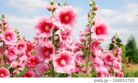 タチアオイ(立葵)　ピンク色の花　背景素材 108052783