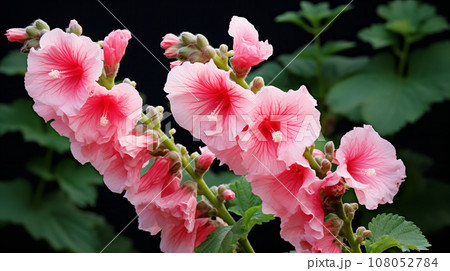タチアオイ(立葵)　ピンク色の花　背景素材 108052784