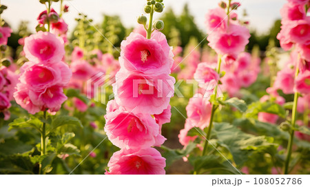 タチアオイ(立葵)　ピンク色の花　背景素材 108052786