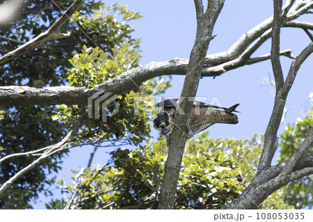 ハヤブサ 108053035