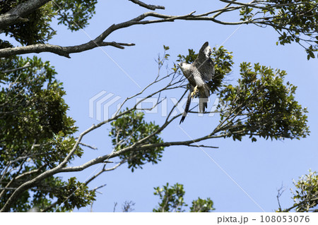 ハヤブサ 108053076