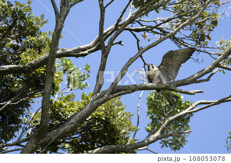 ハヤブサ 108053078