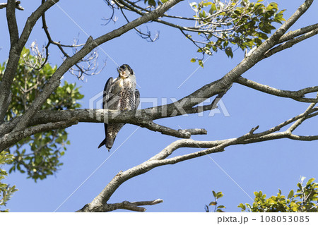 ハヤブサ 108053085