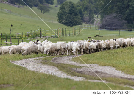 Sheep herd in National park Muranska Planina, Slovakia 108053086