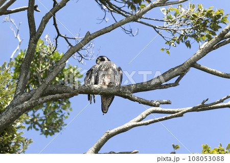 ハヤブサ 108053088