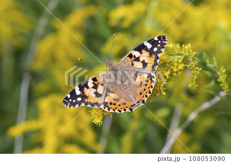 ヒメアカタテハ 108053090