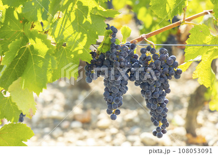 Vineyards with Cabernet Sauvignon near Chateau Dauzac, Margaux, Medoc, Bordeaux, Aquitaine, France 108053091