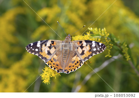 ヒメアカタテハ 108053092