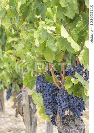 Typical vineyards near Pomerol, Aquitaine, France 108053110