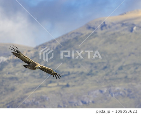 Griffon vulture in Canyon of Verdon River (Verdon Gorge) in Provence, France Griffon vulture in Canyon of Verdon River (Verdon Gorge) in Provence, France 108053623