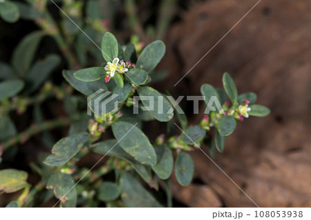 ミチヤナギ ミチヤナギ 108053938