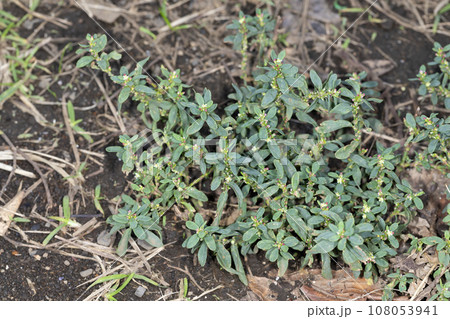 ミチヤナギ ミチヤナギ 108053941