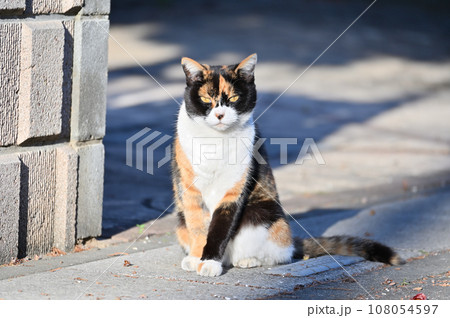 カメラを見つめる猫 三毛猫 カメラを見つめる猫 三毛猫 108054597