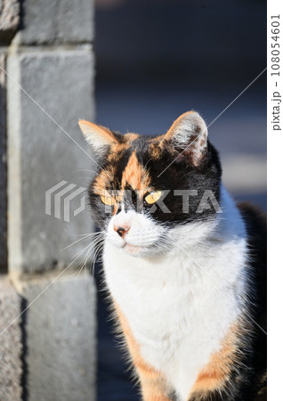 哀愁漂う猫のアップ 三毛猫 日向ぼっこ 哀愁漂う猫のアップ 三毛猫 日向ぼっこ 108054601