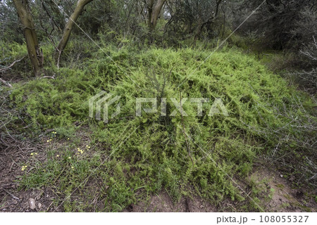 Calden forest landscape, Geoffraea decorticans plants, La Pampa province, Patagonia, Argentina. Calden forest landscape, Geoffraea decorticans plants, La Pampa province, Patagonia, Argentina. 108055327