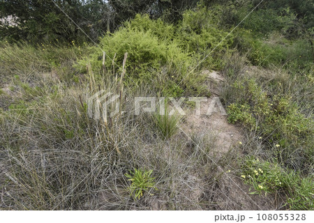 Calden forest landscape, Geoffraea decorticans plants, La Pampa province, Patagonia, Argentina. 108055328