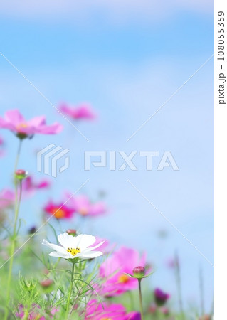 秋の白いコスモスと空 縦 108055359