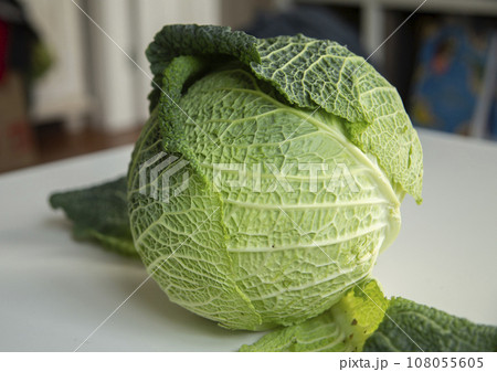 Organic Savoy Cabbage dietary for cooking. High quality photo Organic Savoy Cabbage dietary for cooking. High quality photo 108055605