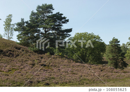 Sweeping view over hilly landscape of Fields o flowering heather on the outskirt of the Fischbeker Heide, Hamburg, Germany. High quality photo 108055625