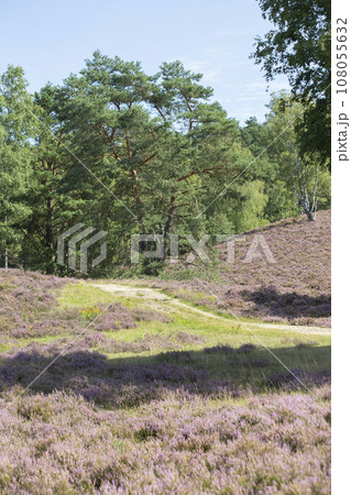 Picturesque hilly landscape of Fields o flowering heather on the outskirt of the Fischbeker Heide, Hamburg, Germany. Vertical frame. High quality photo Picturesque hilly landscape of Fields o flowering heather on the outskirt of the Fischbeker Heide, Hamburg, Germany. Vertical frame. High quality photo 108055632